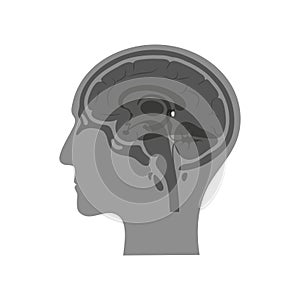 Vector isolated illustration of Pineal gland photo