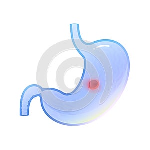 Vector isolated illustration of stomach