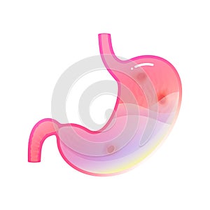 Vector isolated illustration of stomach