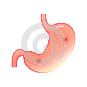 Vector isolated illustration of stomach