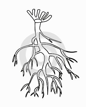 Vector isolated illustration of tap root system