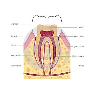 Vector isolated illustration of tooth