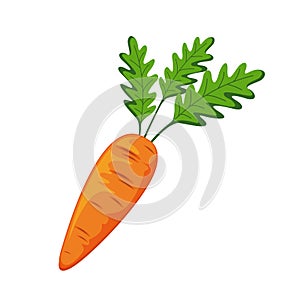 Vector isolated image of orange fresh carrot on white background in flat style. Detox from vegetables. Product from the