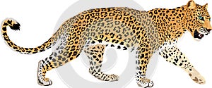 Vector isolated leopard or jaguar