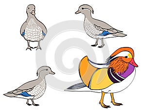 Vector isolated object on white background.. The family bird, Mandarin duck, goose. ducklings young children
