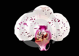 Vector. Isolated orchid flower.Moth orchid hybrid with pink/violet dots, one flower on black background