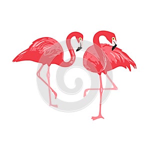 Vector isolated pink flamingos pair. Hand Drawn illustration