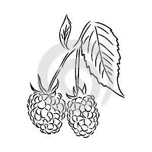 Vector isolated raspberry berries branch contour line drawing. Colorless black and white two raspberry berry colorling
