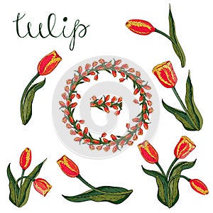 Vector isolated red tulip on white.