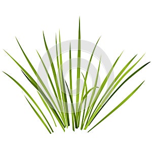 Vector isolated reed. Water plants in different variants, white background.