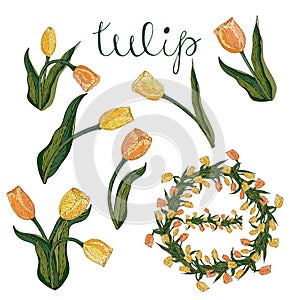 Vector isolated yellow and orange tulip on white