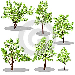 Vector isometric trees and decorative bushes