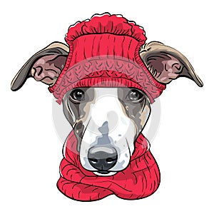 Vector Italian Greyhound Dog breed