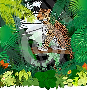 Vector Jaguar, Leopard in Jungle Rainforest photo