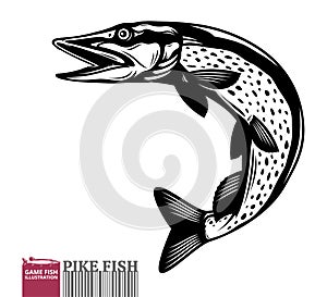 Vector jumping pike fish illustration