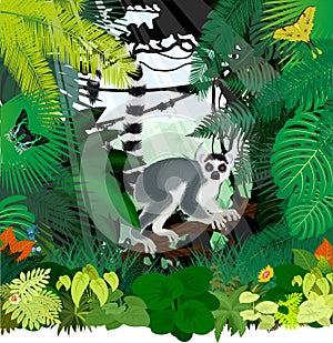 Vector jungle rainforest illustration with Madagascar lemur, Madagascan sunset moth photo