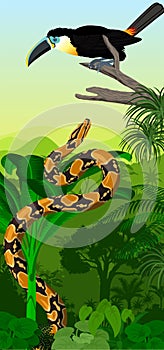 Vector Jungle rainforest vertical baner with channel-billed toucan and python boa constrictor