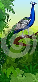 Vector Jungle rainforest vertical baner with male peacock peafowl