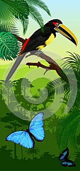 Vector Jungle rainforest vertical baner with pale-mandibled aracari toucanet and morpho butterflies