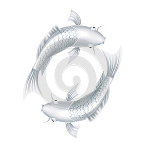 Vector koi carps realistic fish eastern symbol