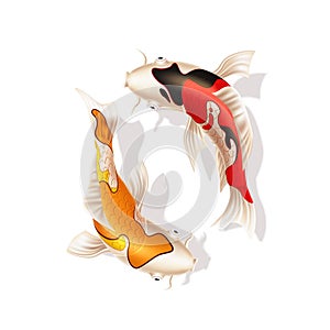 Vector koi carps realistic fish eastern symbol