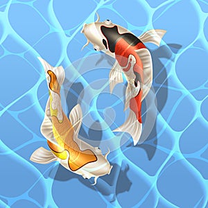Vector koi carps realistic fish eastern symbol
