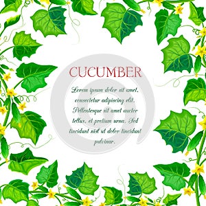 Vector label or banner with cucumber plants, leaves. square cucumber composition with branches, green gherkins, yellow flowers and