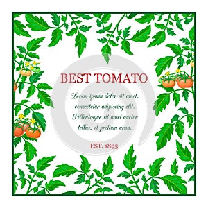 Vector label or banner with red ripe tomato fruits, green leaves. square tomato composition with branches, fruits, yellow flowers
