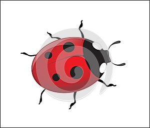 Vector ladybug