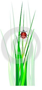 Vector ladybug in green grass