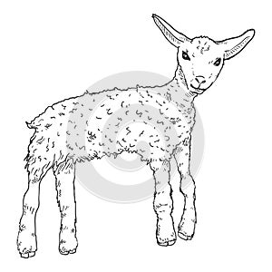 Vector Lamb Illustration. Baby Sheep