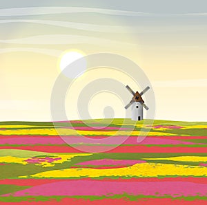 Vector landscape. Holland. Floral fields with tulips of red, yellow and pink flowers. Large white mill