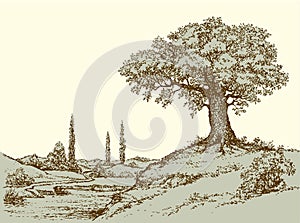 Vector landscape. Oak tree on the hill