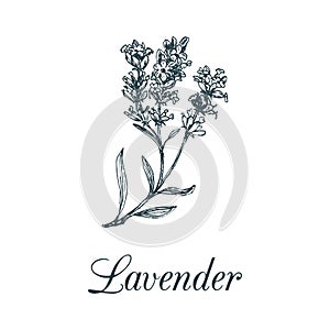 Vector lavender branch illustration. Hand drawn botanical sketch of plant in engraving style. Organic herb isolated.