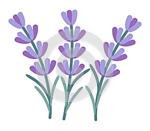 vector lavender flower set