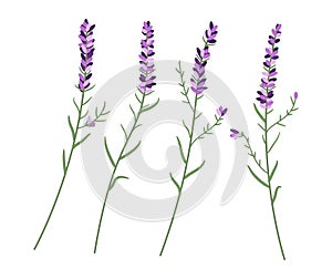 vector lavender flower set