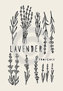 Vector lavender set