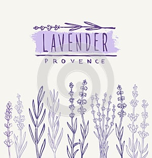 Vector lavender set
