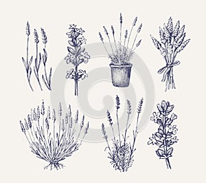 Vector lavender set