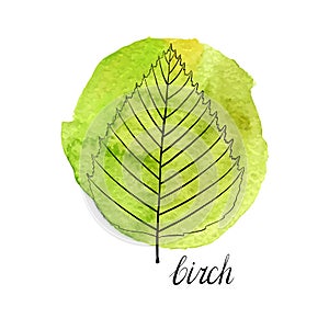 Vector leaf of birch tree