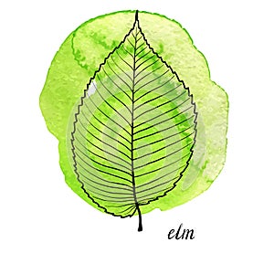 Vector leaf of elm tree