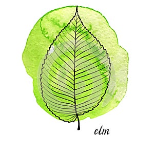 Vector leaf of elm tree photo