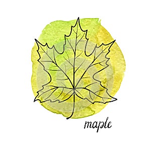 Vector leaf of maple tree