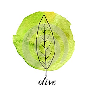 Vector leaf of olive tree