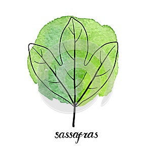 Vector leaf of sassafras tree photo