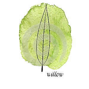 Vector leaf of willow tree