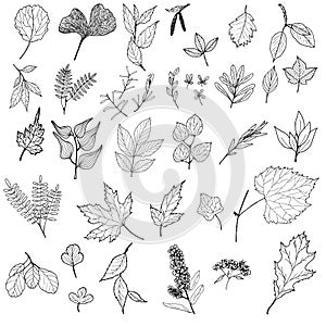 Vector leaves set