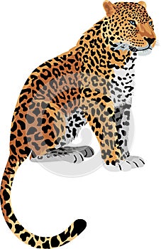 Vector Leopard Panthera pardus photo
