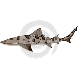 Vector leopard shark illustration isolated on white