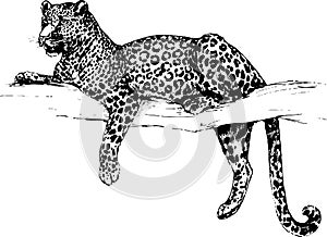 Vector leopard wild cats illustration